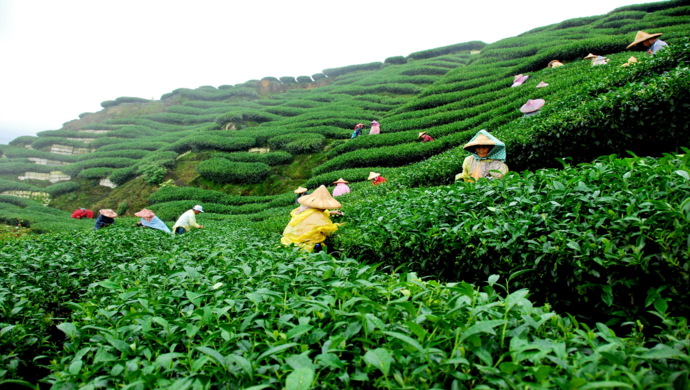 भारी बारिश से चाय उत्पादन में कमी