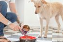 कुत्ता का खाना food for dog in hindi