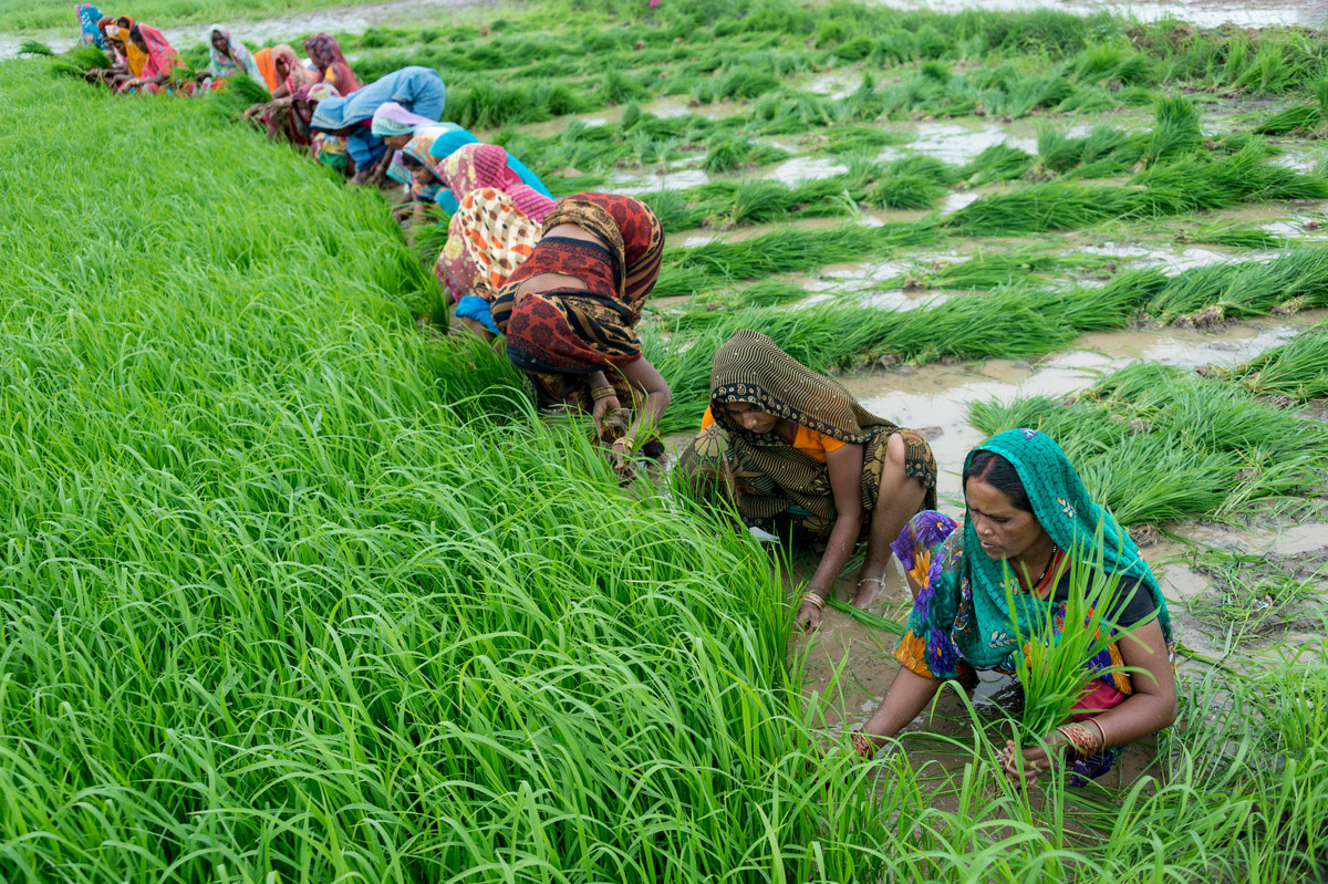 भारत में खेती का महत्व