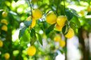 नींबू की खेती की जानकारी lemon farming in hindi