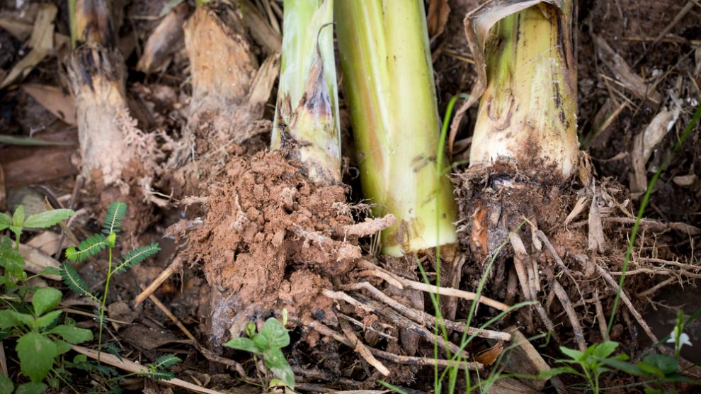 banana-tree-root-juice-in-hindi