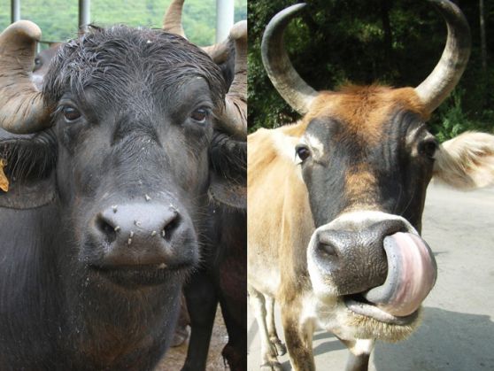 गाय और भैंस के दूध में अंतर
