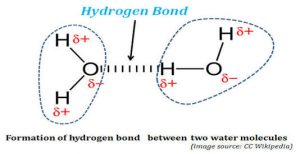 hydrogen bonds in hindi