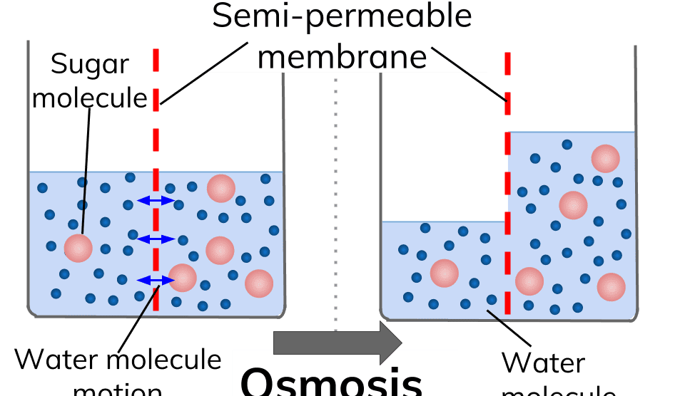 what-is-the-meaning-of-osmosis-in-hindi-with-difination-n-hindi