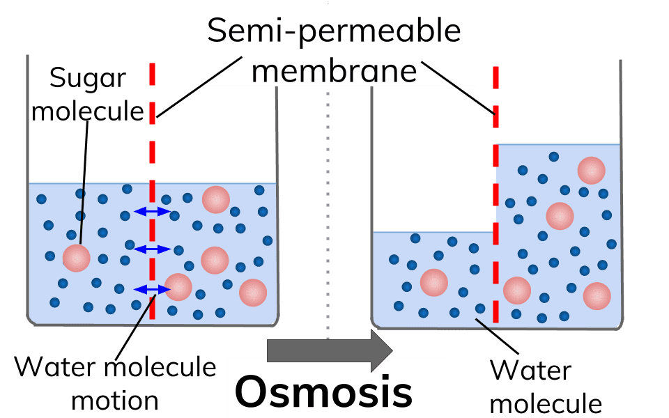 परासरण osmosis in hindi