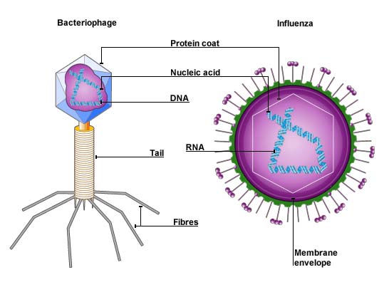 विषाणु की संरचना virus structure in hindi