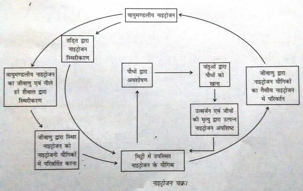 नाइट्रोजन चक्र चित्र nitrogen cycle diagram in hindi