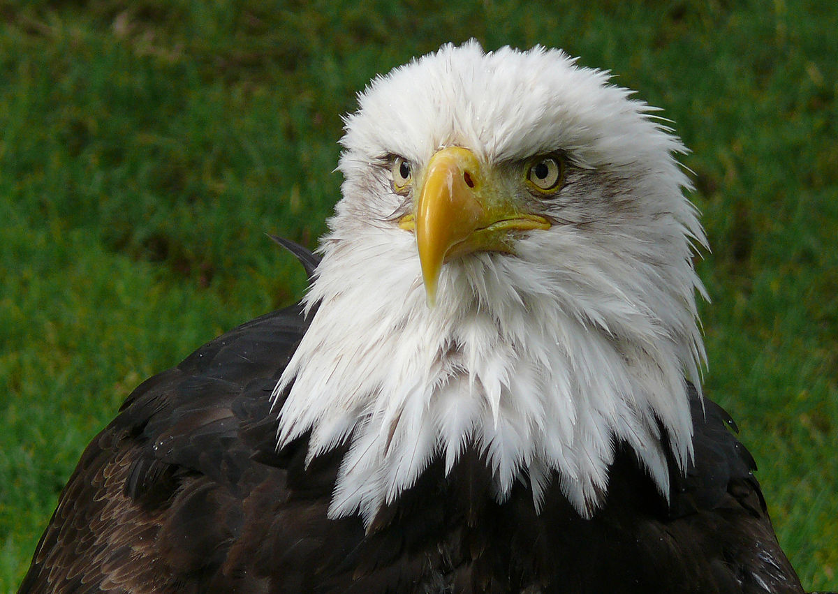 बाज पक्षी के बारे में जानकारी facts about eagle in hindi
