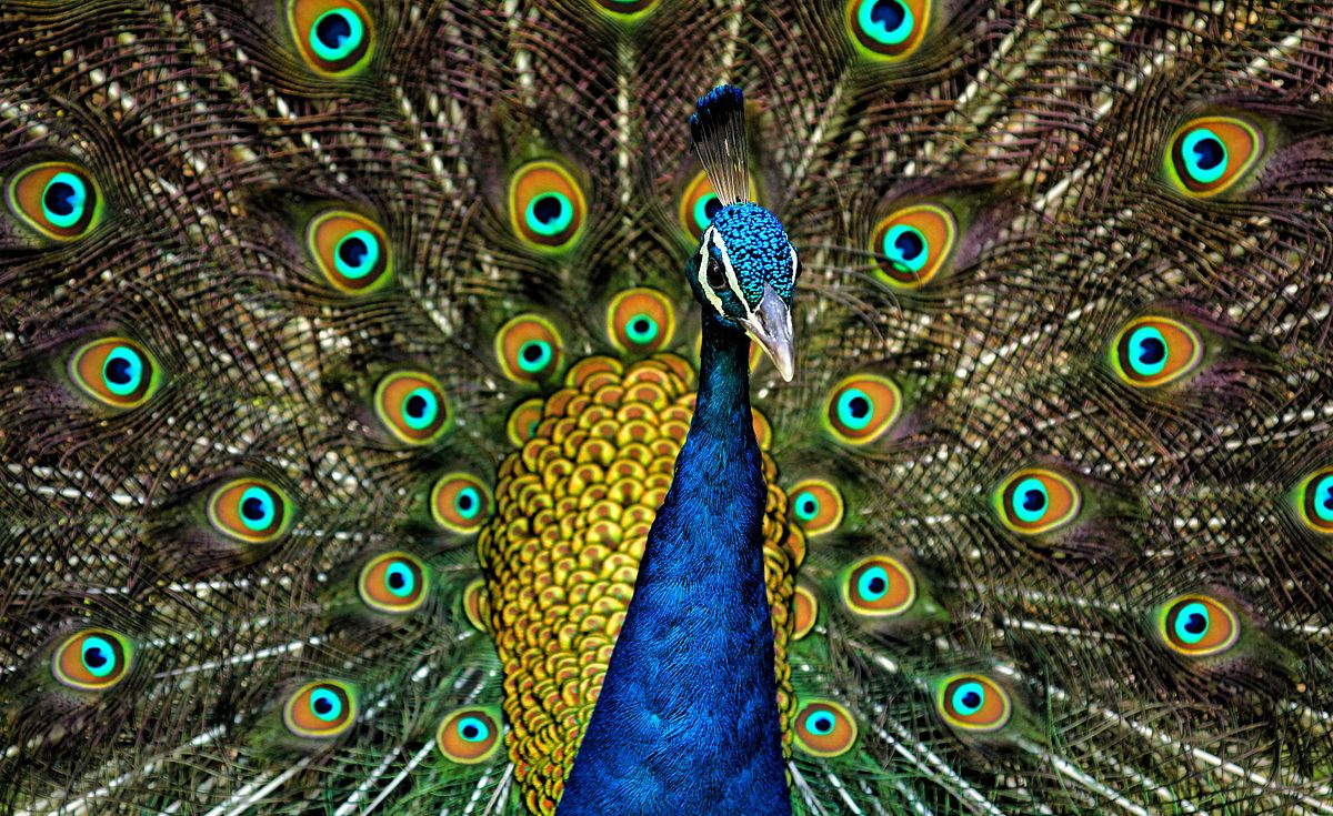मोर के बारे में जानकारी about peacock in hindi