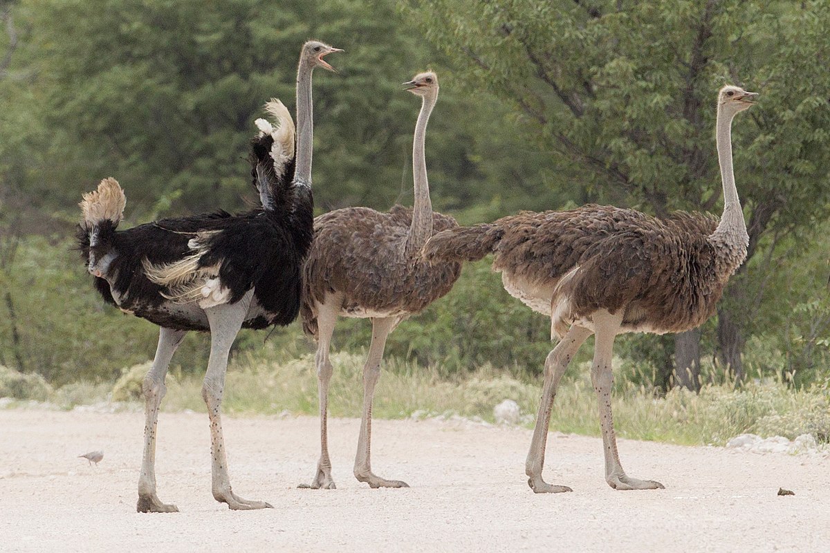 शुतुरमुर्ग के बारे में जानकारी facts about ostrich in hindi
