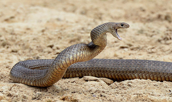 सांप के बारे में जानकारी facts about snake in hindi
