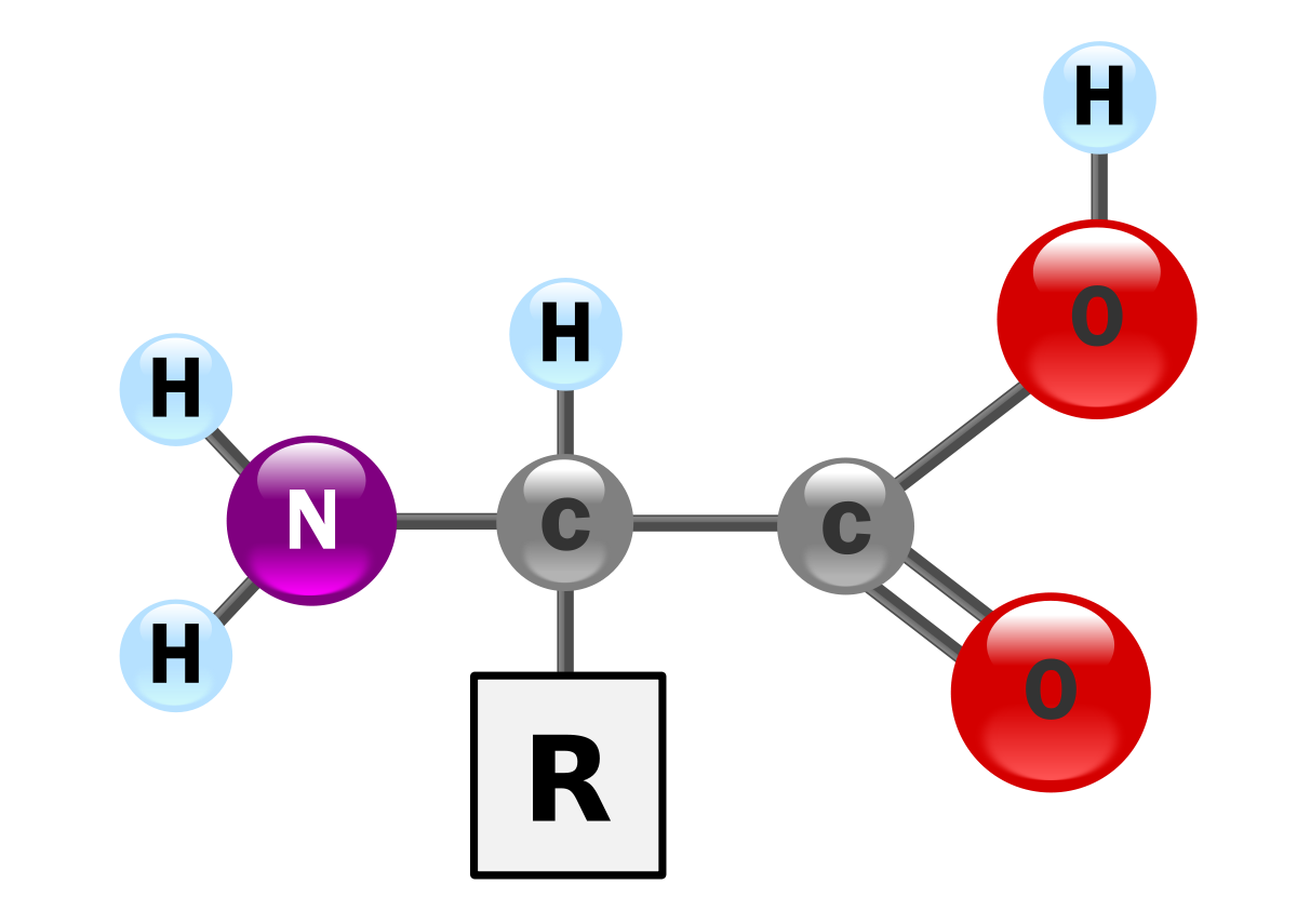 amino acid in hindi अमीनो एसिड के फायदे