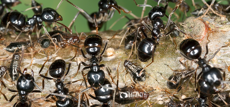 ant information in hindi