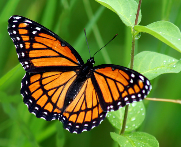 तितली के बारे में जानकारी facts about butterfly in hindi