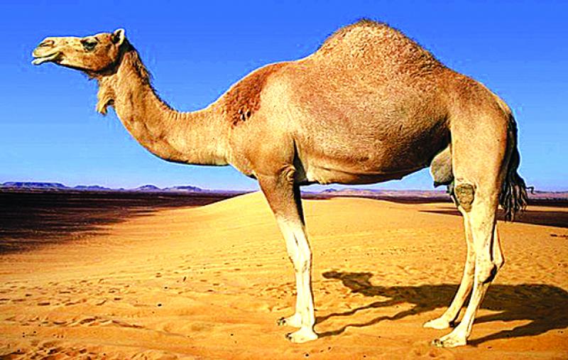 facts about camel in hindi