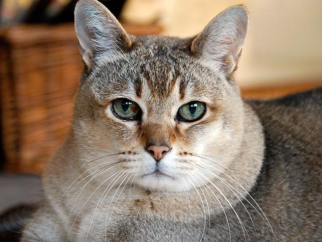 facts about cats in hindi