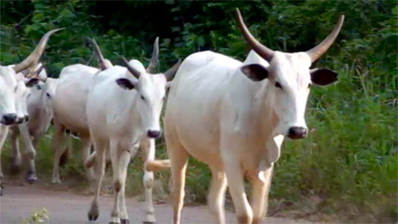 गाय जानकारी facts about cow in hindi
