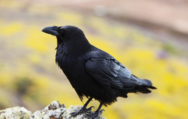 facts about crow in hindi