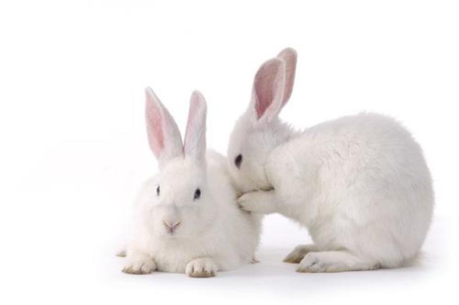 खरगोश के बारे में जानकारी facts about rabbits in hindi