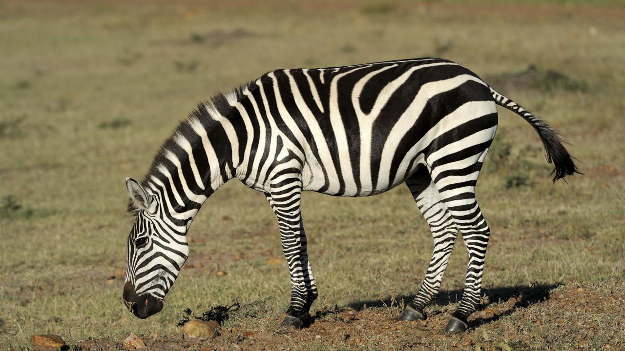 ज़ेबरा facts about zebra in hindi