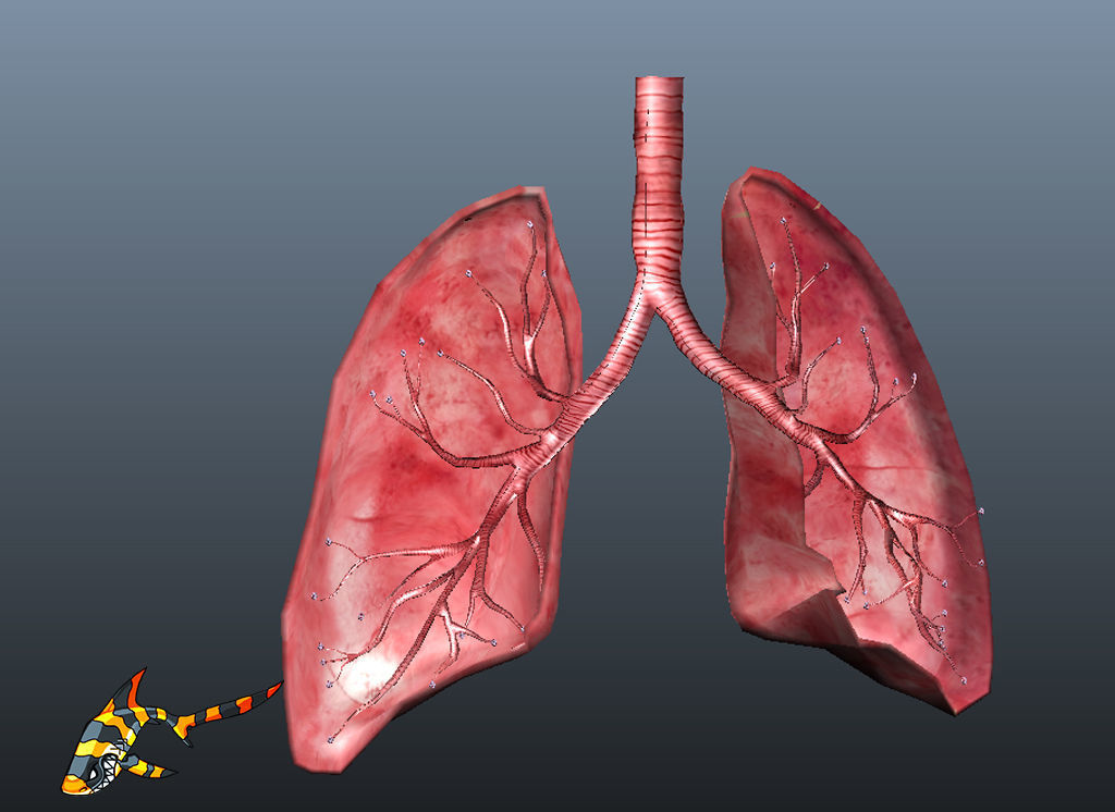 human lungs in hindi