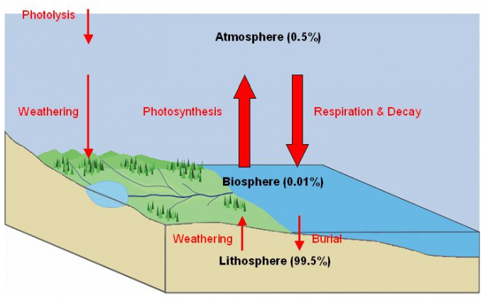 oxygen-cycle-in-hindi