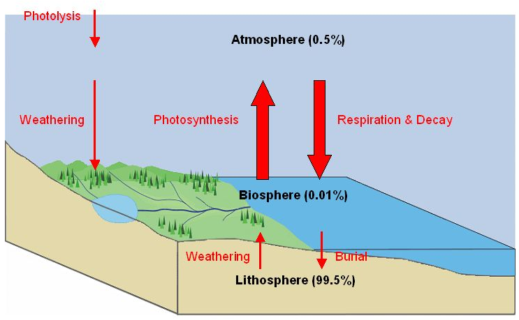 ऑक्सीजन चक्र oxygen cycle in hindi