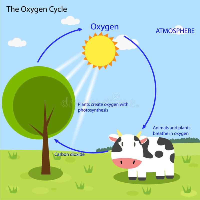 oxygen use in cycle