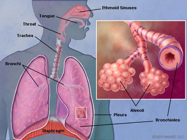 structure of human lungs in hindi