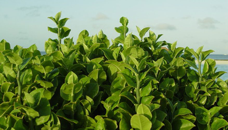 पौधों में श्वसन respiration in plants in hindi