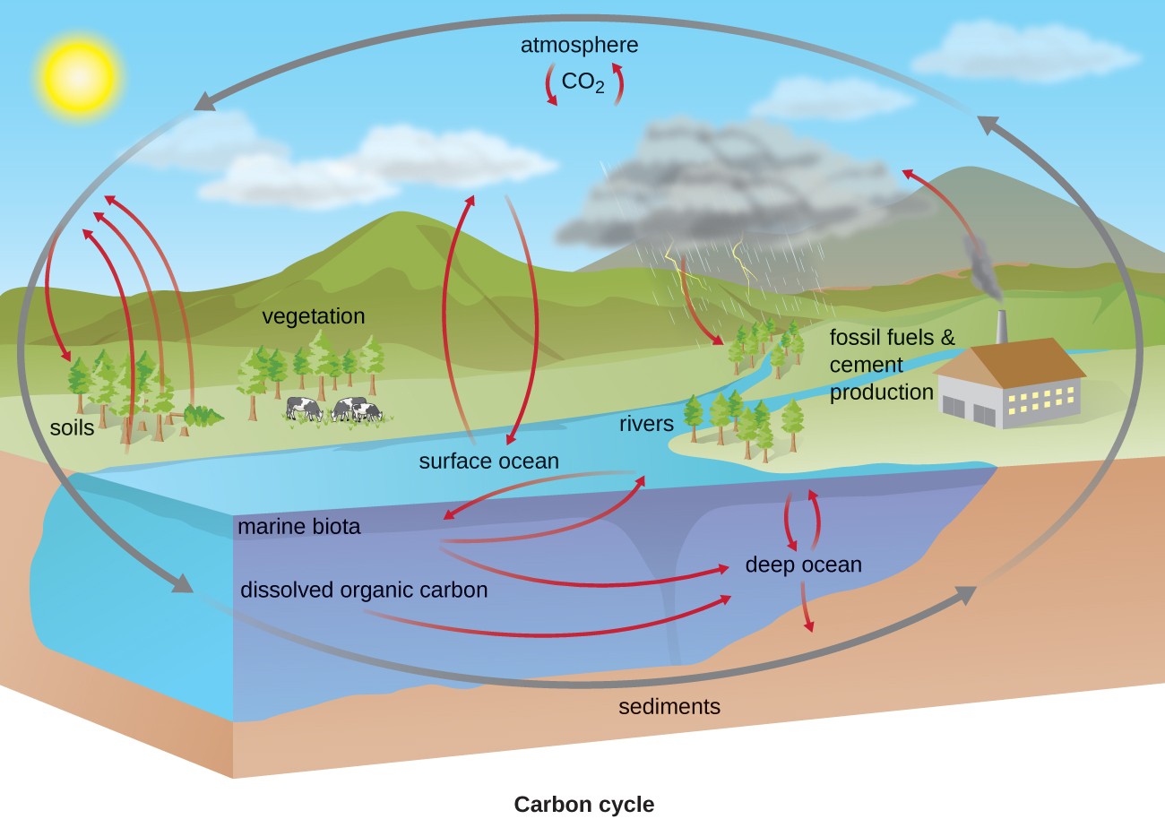 biogeochemical cycle in hindi
