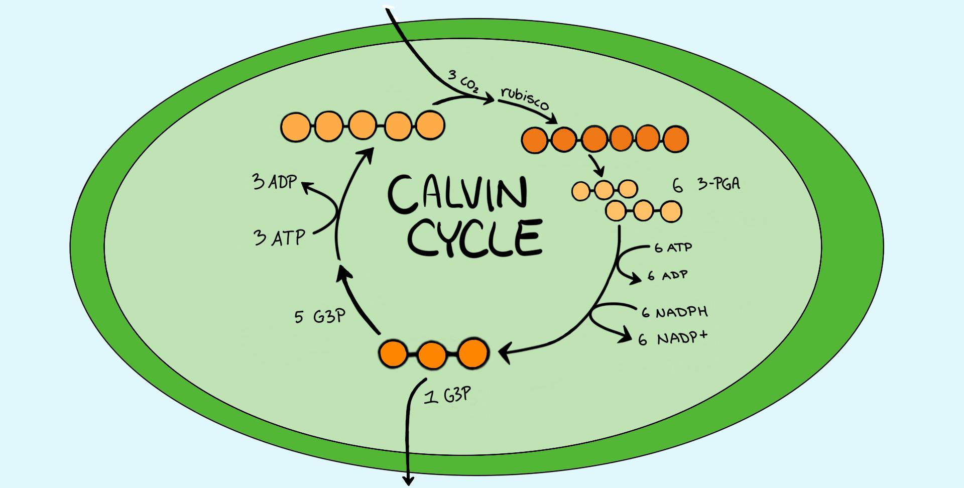 calvin cycle in hindi