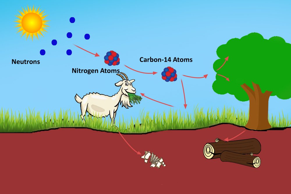 What Does Carbon 14 Dating Mean : The process of C14 production and decay 25. | Download ... : Obviously this only works for things which once contained carbon—it can't be used to date rocks and minerals, for example.