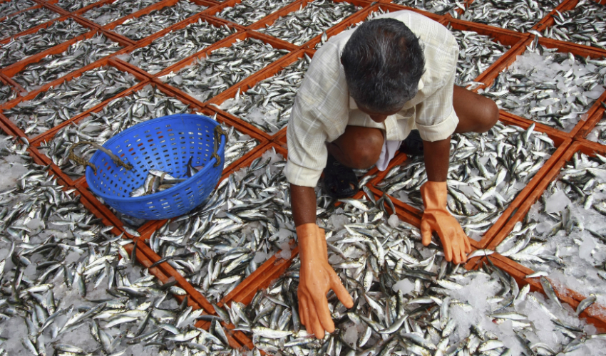 मछली पालन व्यापार fish farming business in hindi