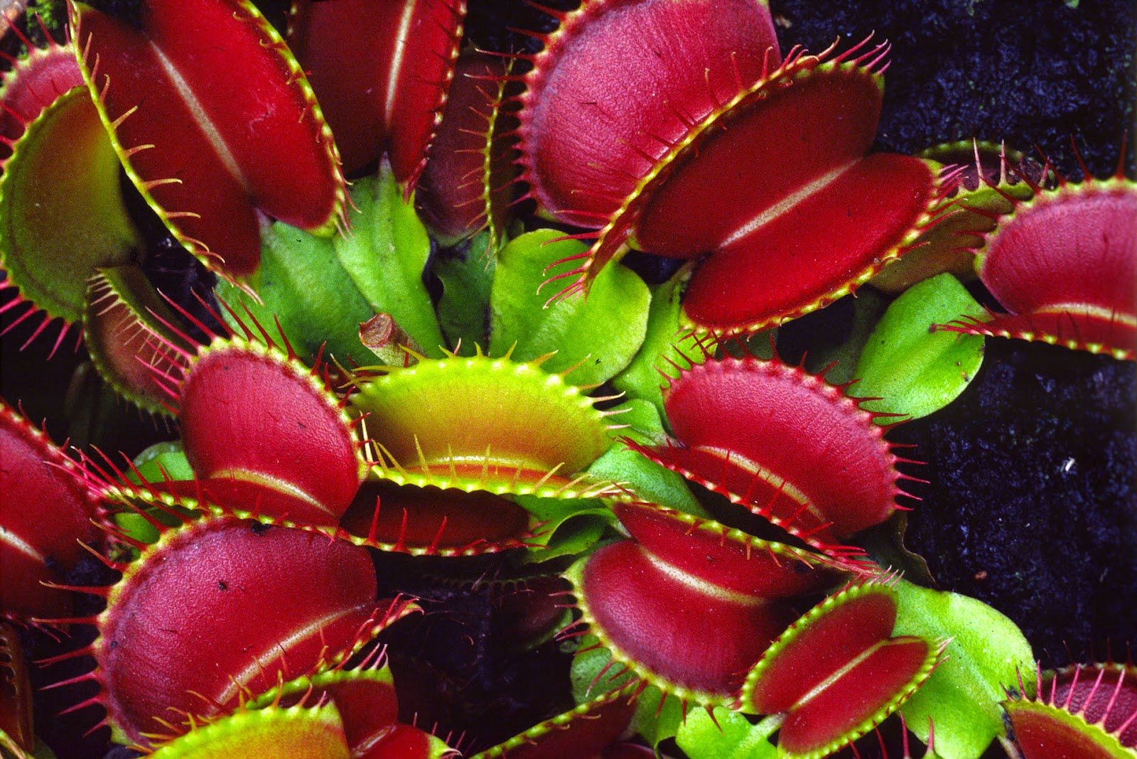 insectivorous plants in hindi