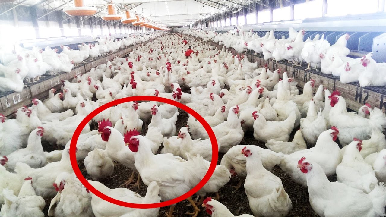poultry farm मुर्गी पालन