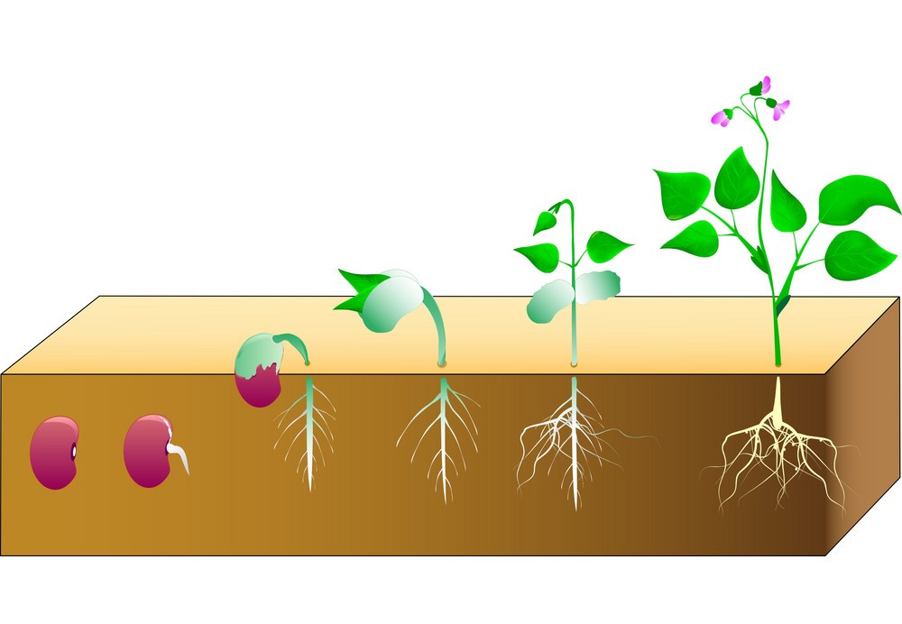 seed-germination-in-hindi-meaning-definition-process-steps