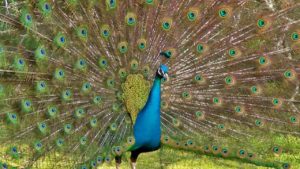 peacock