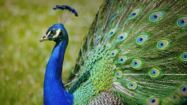 hindi essay about peacock