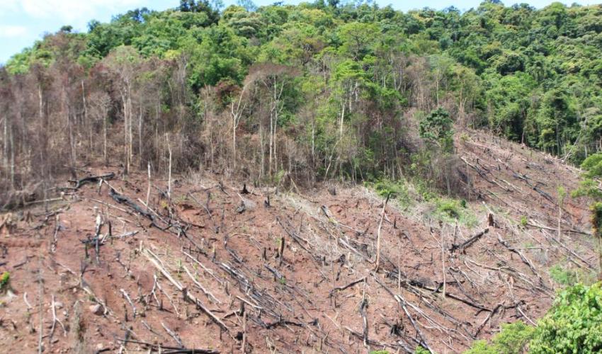 photo essay deforestation