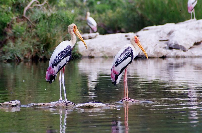 gwalior bird park