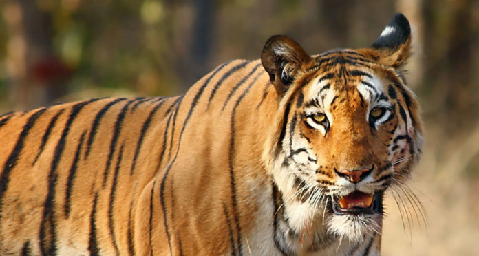 National animal tiger short essay picture