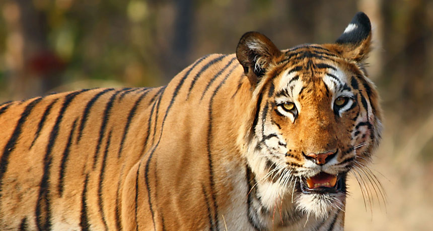 essay on tiger in hindi