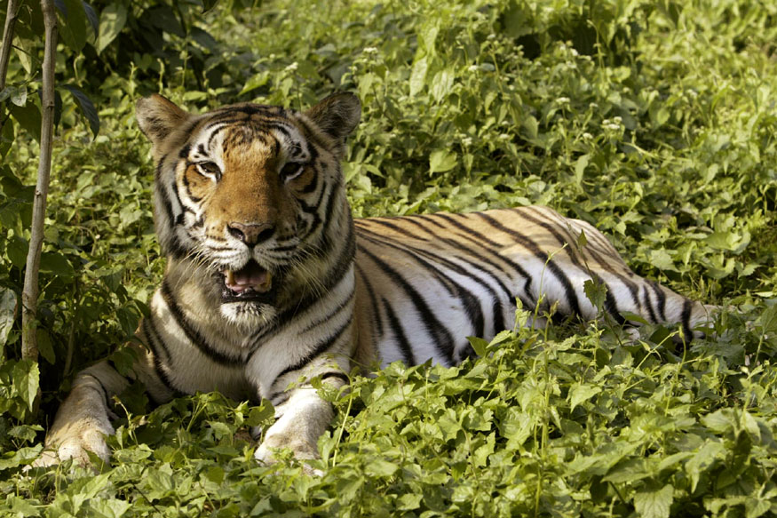 Essay on tiger in hindi, national animal, article, paragraph: बाघ पर निबंध,  राष्ट्रीय पशु, लेख, जानकारी