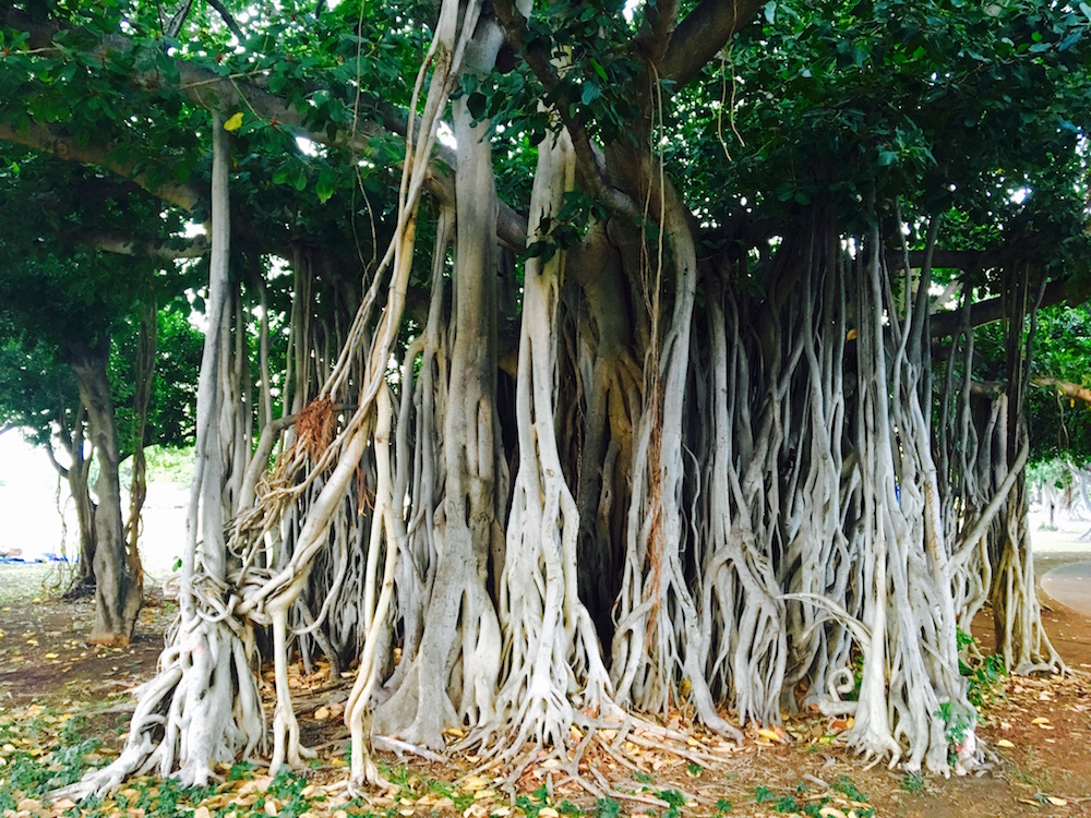 banyan tree essay in hindi