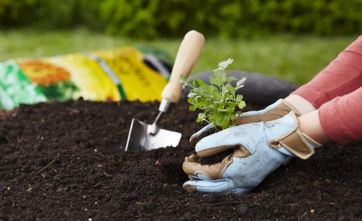 gardening essay in hindi