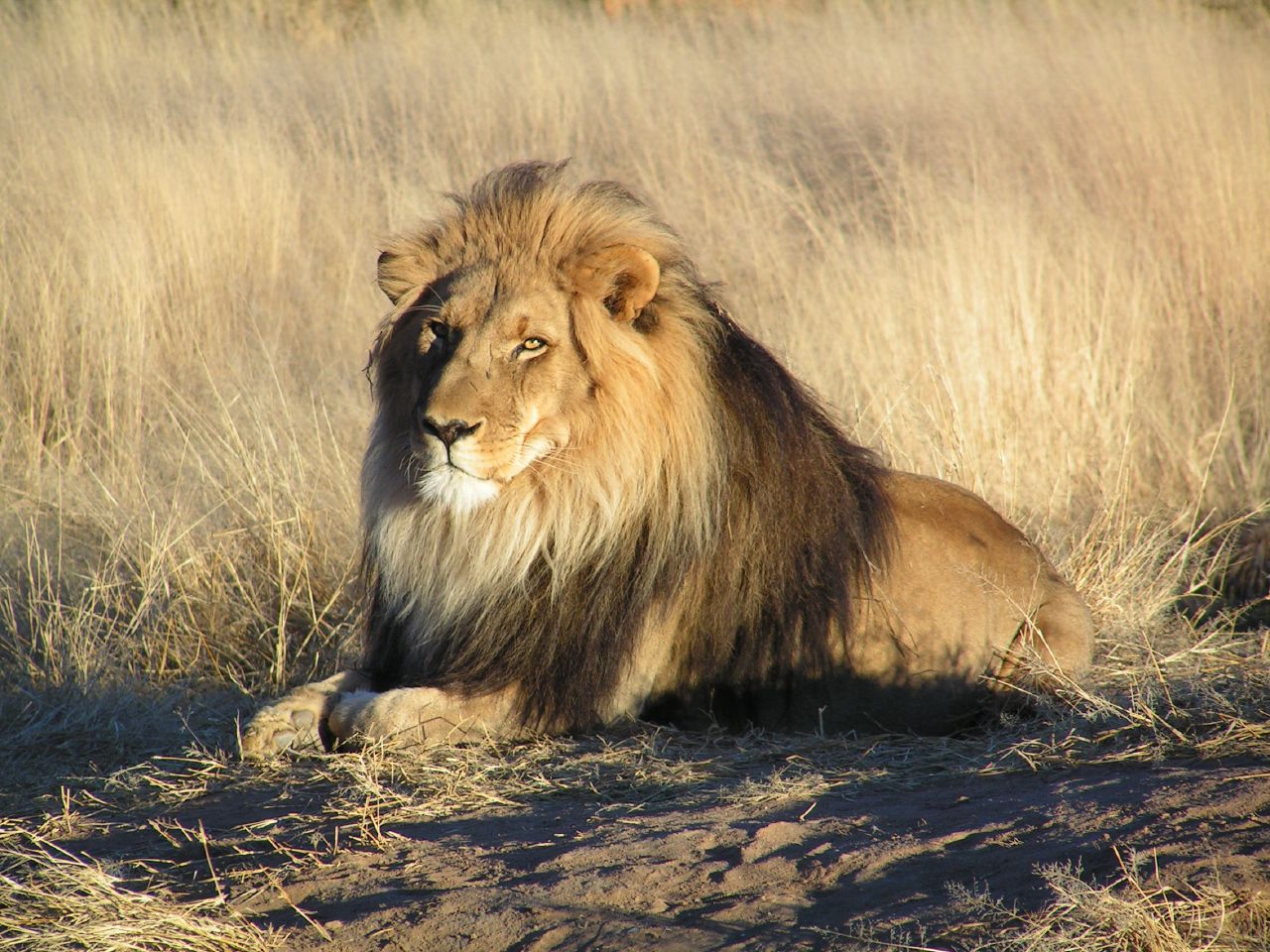 lion essay in hindi