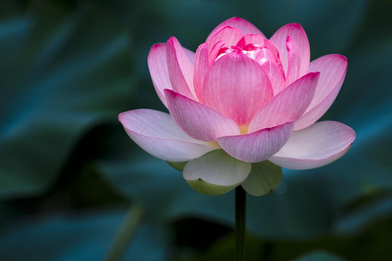 lotus flower essay in hindi