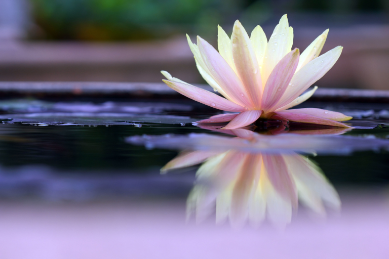 lotus-flower-essay-in-hindi