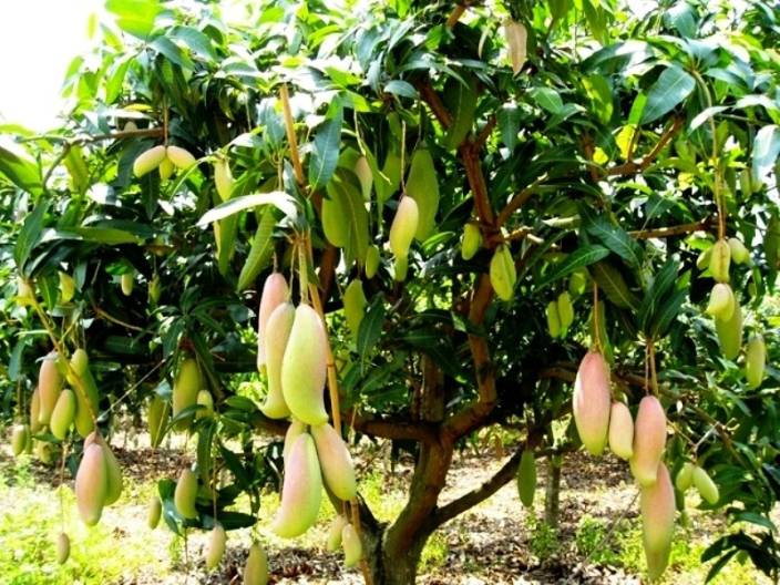 essay on mango tree in hindi